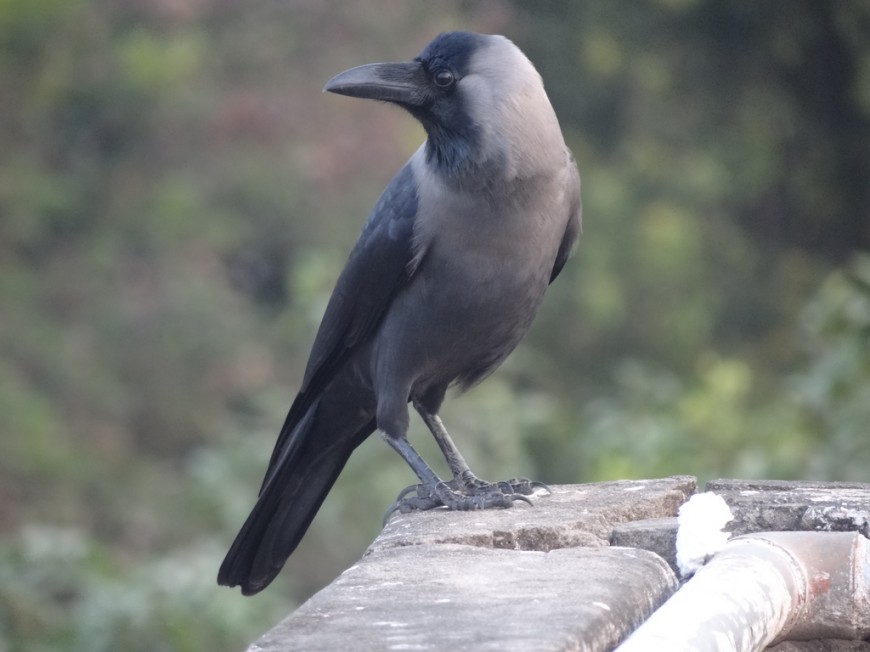 House_Crow_in_Kolkata