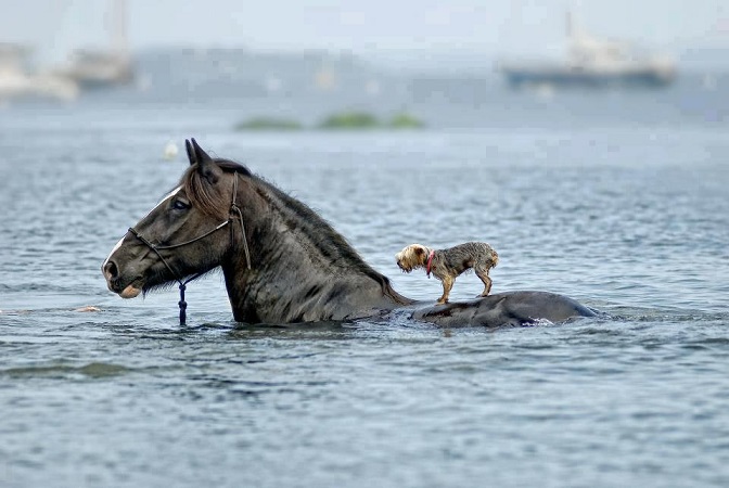 horse_dog_swimming - Copy