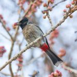 red-vented-bulbul3479074369720424303.jpg