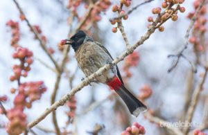 red-vented-bulbul3479074369720424303.jpg